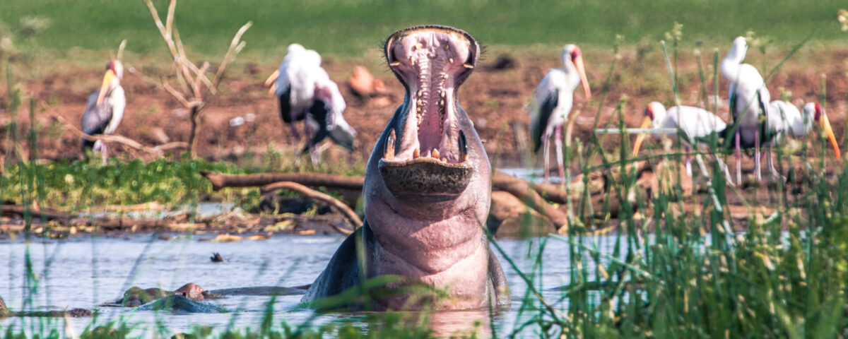 What Wildlife Can I Expect to See in Lake Manyara?