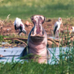 What Wildlife Can I Expect to See in Lake Manyara?