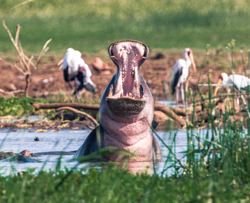 What Wildlife Can I Expect to See in Lake Manyara?
