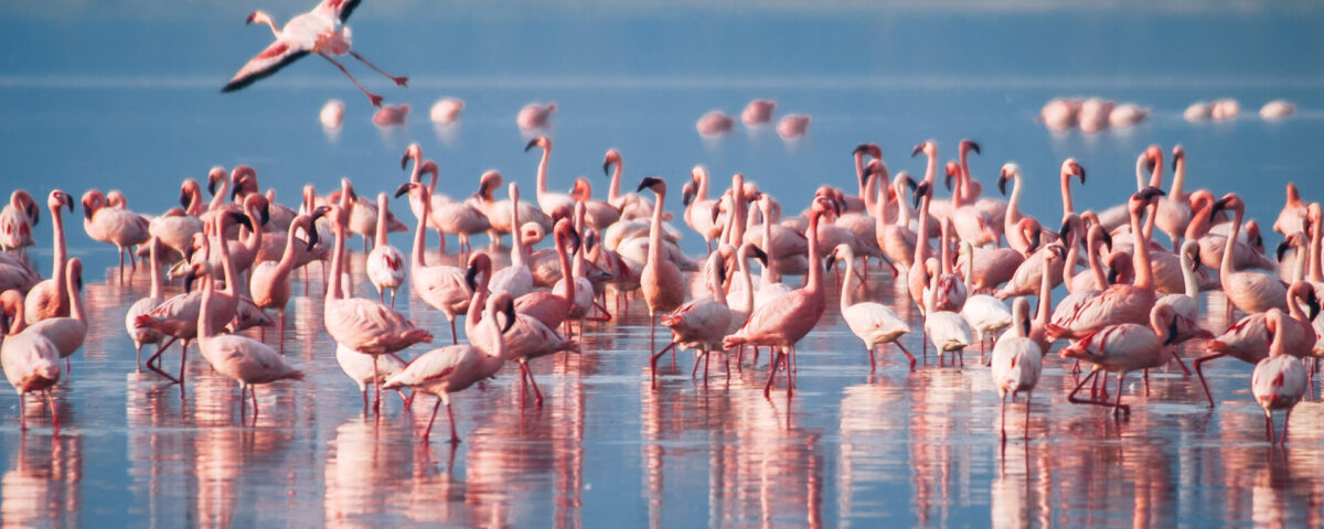 What Is the Best Way to Experience Lake Manyara?