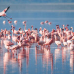 What Is the Best Way to Experience Lake Manyara?