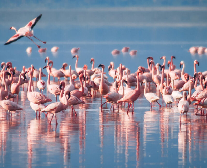 What Is the Best Way to Experience Lake Manyara?
