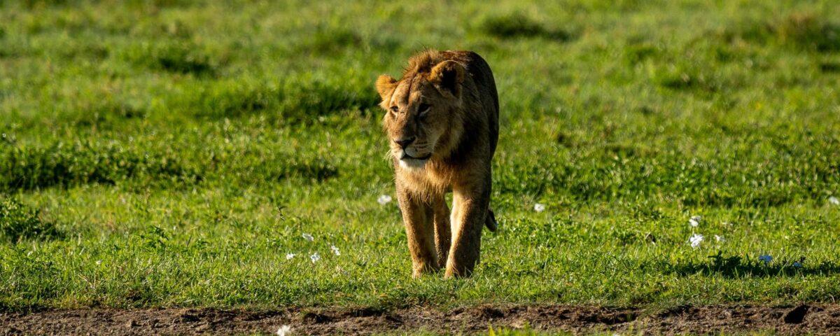 What Wildlife Can I Expect to See in Arusha?