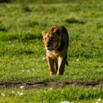 What Wildlife Can I Expect to See in Arusha?