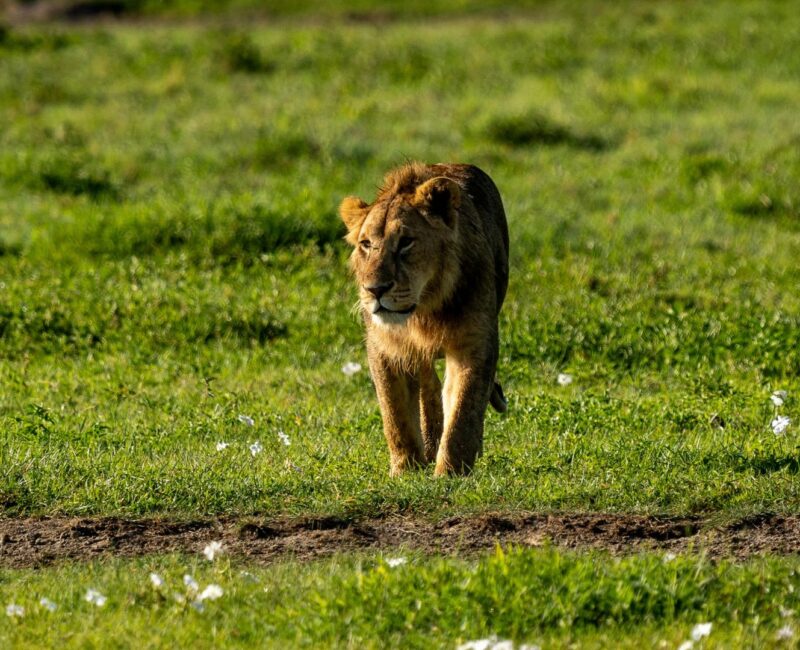 What Wildlife Can I Expect to See in Arusha?