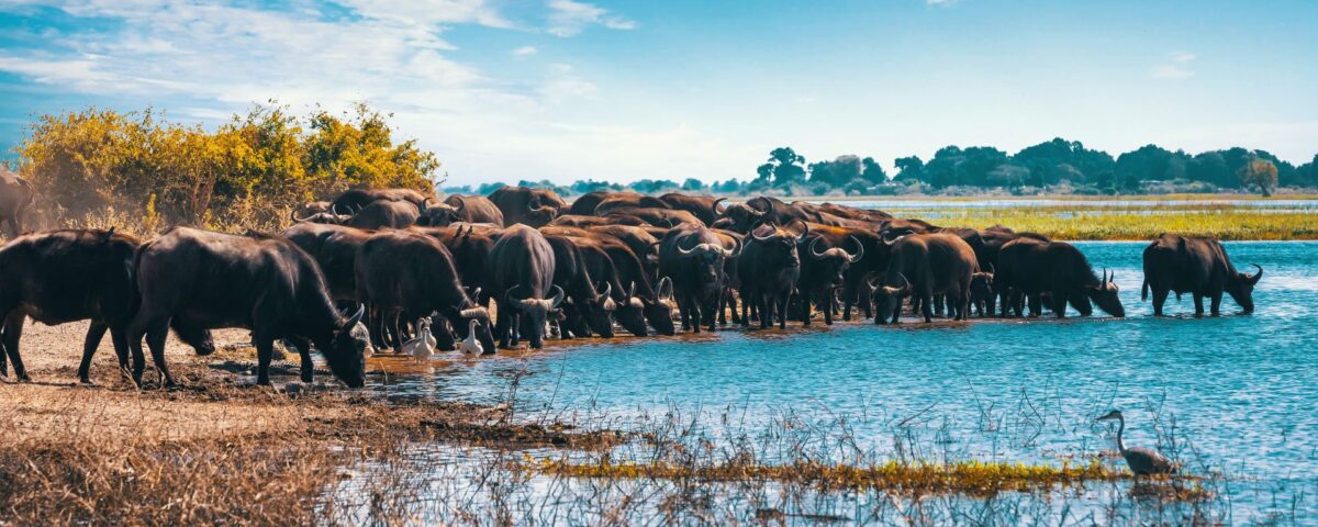 Are There Guided Tours Available in Lake Manyara?