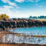 Are There Guided Tours Available in Lake Manyara?