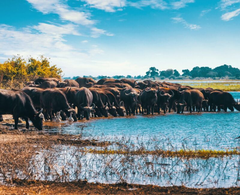 Are There Guided Tours Available in Lake Manyara?