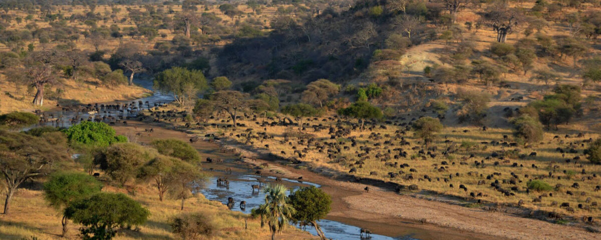 What's the Best Way to Experience Tarangire's Scenic Landscapes?