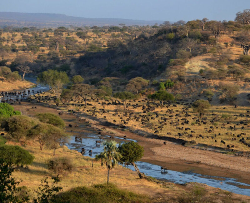 What's the Best Way to Experience Tarangire's Scenic Landscapes?