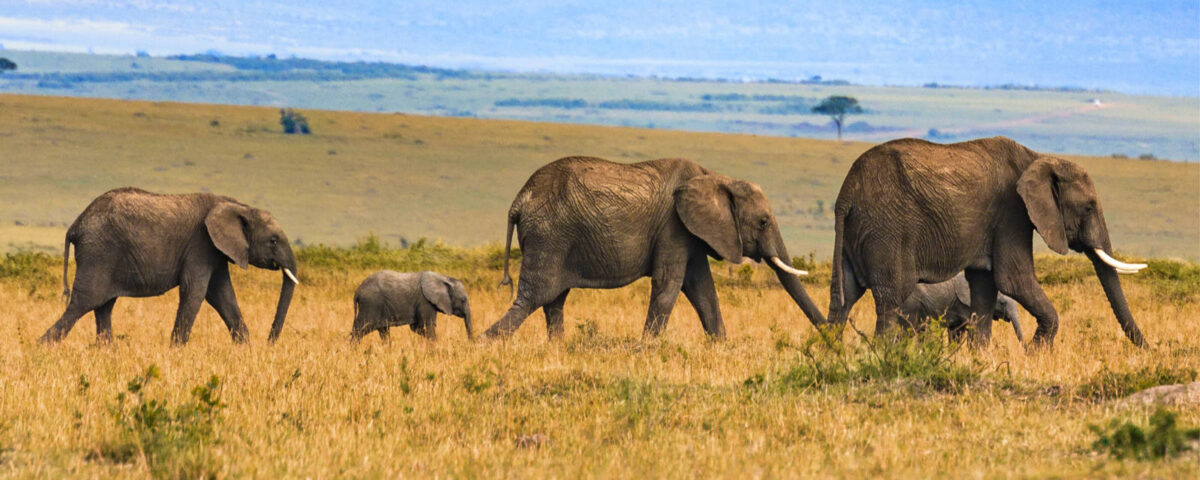 Can I See the Big Five in Ngorongoro?