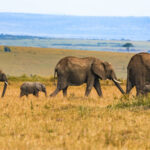 Can I See the Big Five in Ngorongoro?