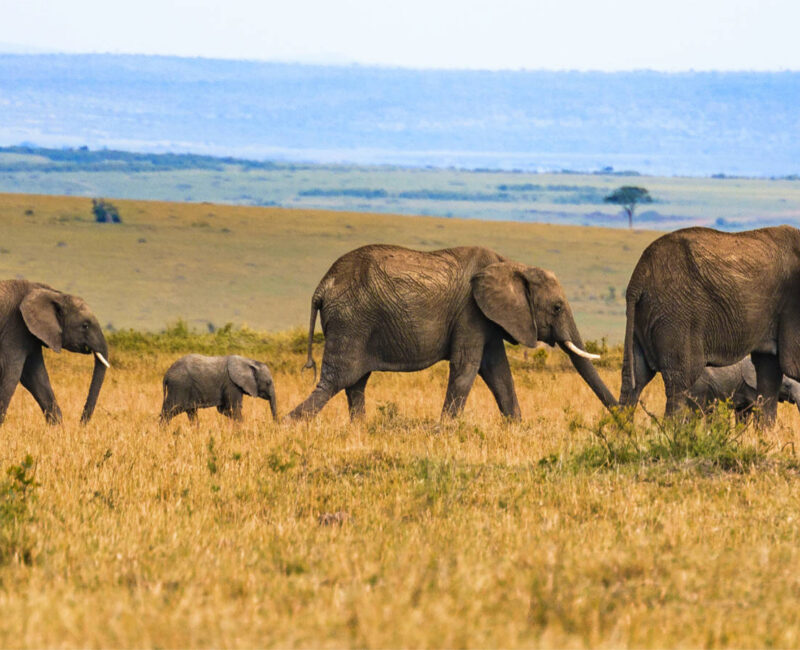 Can I See the Big Five in Ngorongoro?