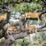 Can I See Tree-Climbing Lions in Lake Manyara?
