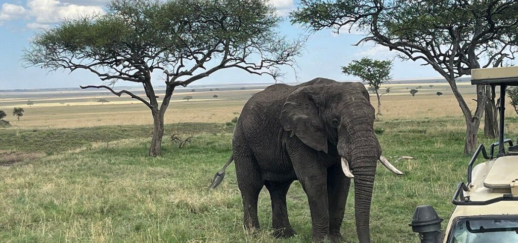 What Wildlife Can I Expect to See in Serengeti?