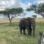 What Wildlife Can I Expect to See in Serengeti?