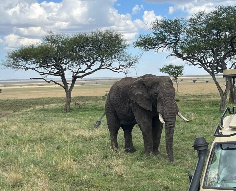 What Wildlife Can I Expect to See in Serengeti?