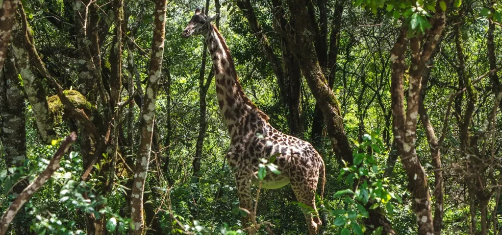 Can I see wildlife in Arusha National Park?