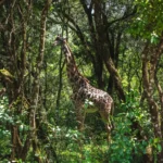 Can I see wildlife in Arusha National Park?
