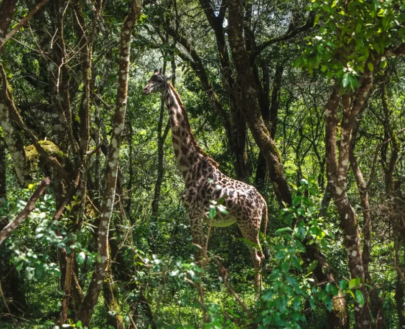 Can I see wildlife in Arusha National Park?