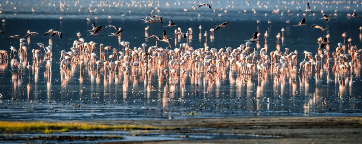 How Do I Get to Lake Manyara National Park?