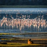 How Do I Get to Lake Manyara National Park?
