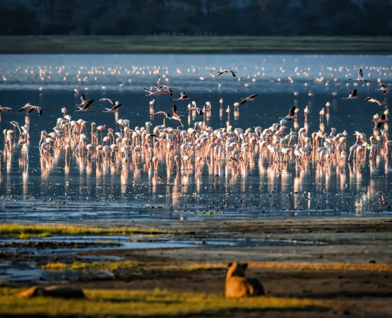 13-Day Kenya, Tanzania & Rwanda Safari