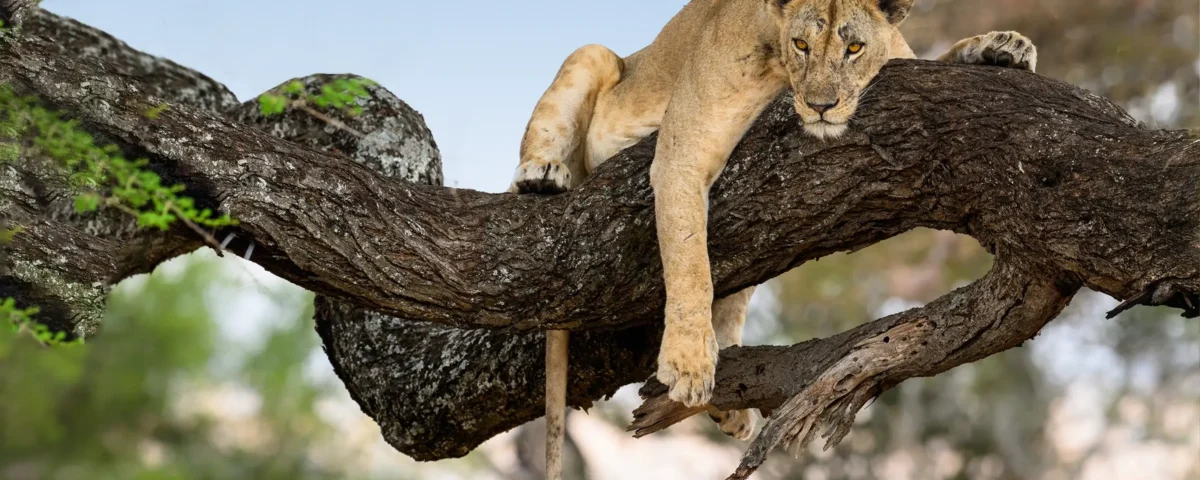 What Is Lake Manyara National Park Known For?