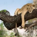 What Is Lake Manyara National Park Known For?