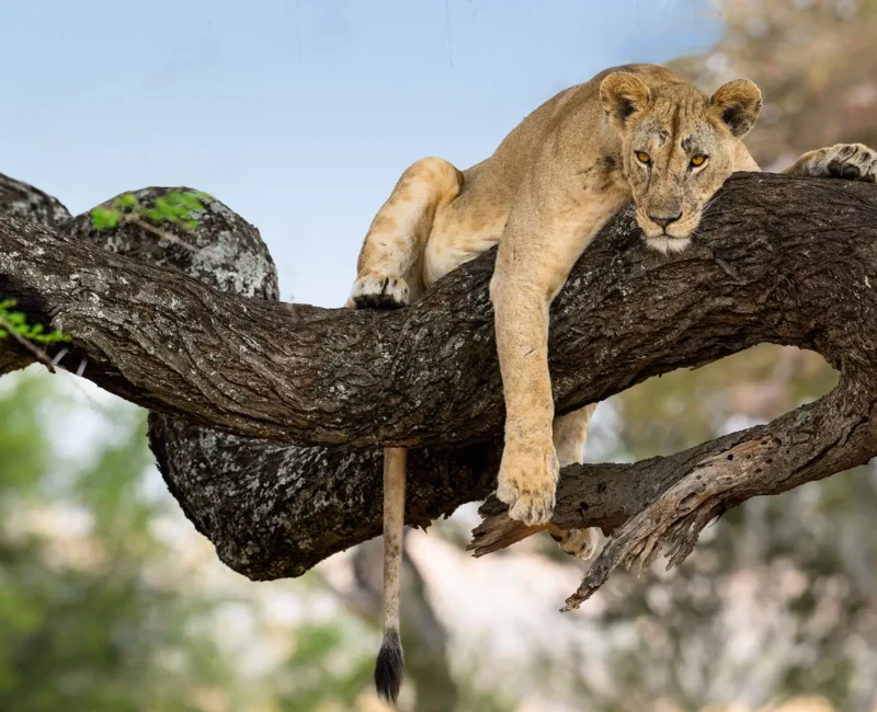 What Is Lake Manyara National Park Known For?