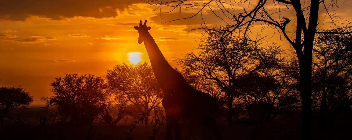 What Is the Best Way to Experience the Serengeti Sunset?