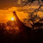 What Is the Best Way to Experience the Serengeti Sunset?
