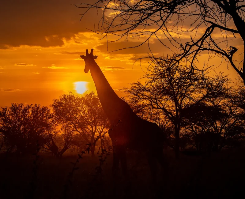What Is the Best Way to Experience the Serengeti Sunset?