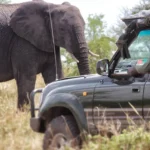 Are There Guided Tours Available in Serengeti?
