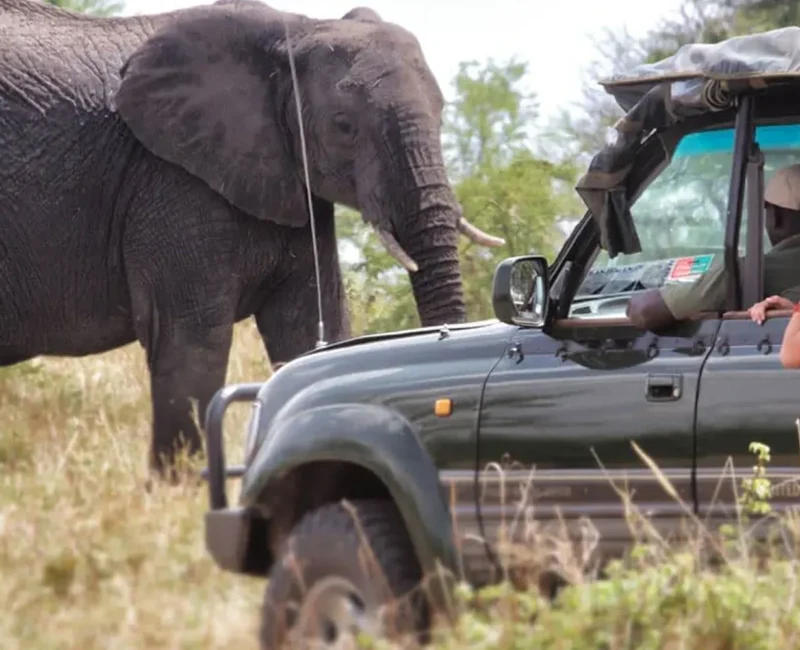 Are There Guided Tours Available in Serengeti?