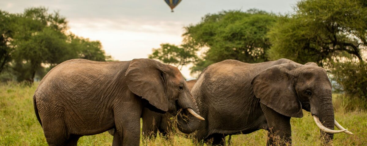 How Does Tarangire's Ecosystem Support Its Diverse Wildlife?
