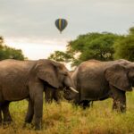 How Does Tarangire's Ecosystem Support Its Diverse Wildlife?