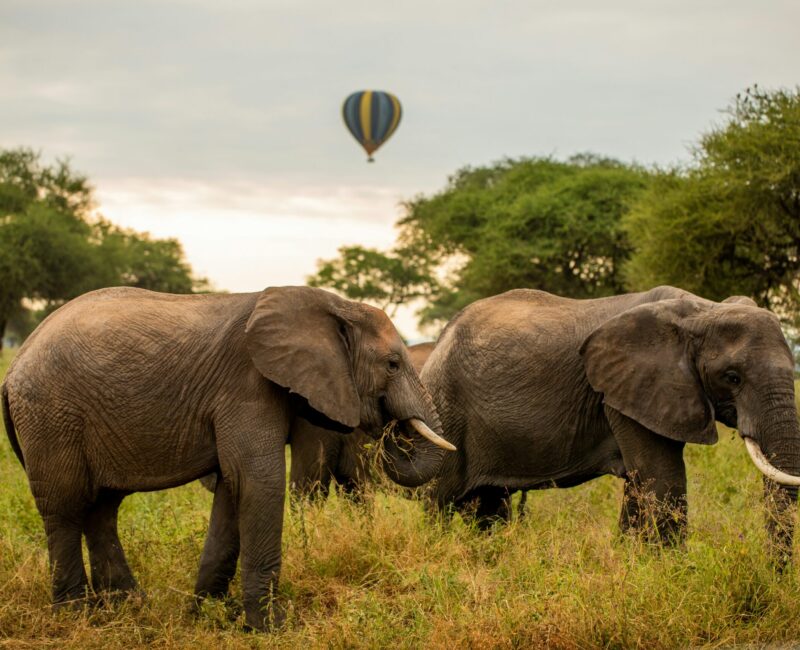 How Does Tarangire's Ecosystem Support Its Diverse Wildlife?