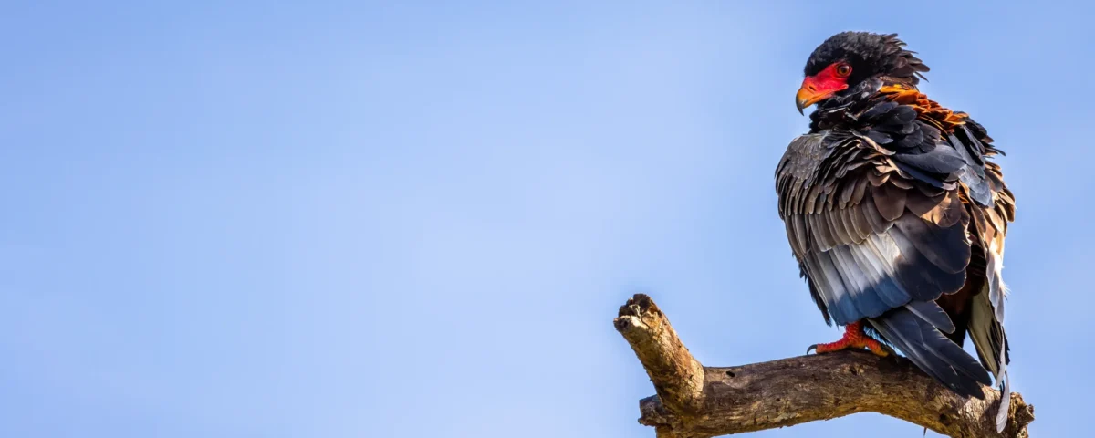 Are there any guided birdwatching tours available in Tarangire?