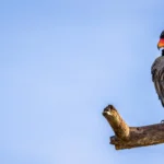 Are there any guided birdwatching tours available in Tarangire?
