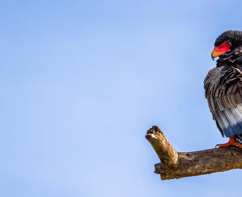 Are there any guided birdwatching tours available in Tarangire?