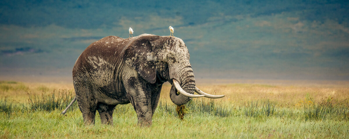 What Wildlife Can I Expect to See in Ngorongoro?