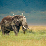 What Wildlife Can I Expect to See in Ngorongoro?