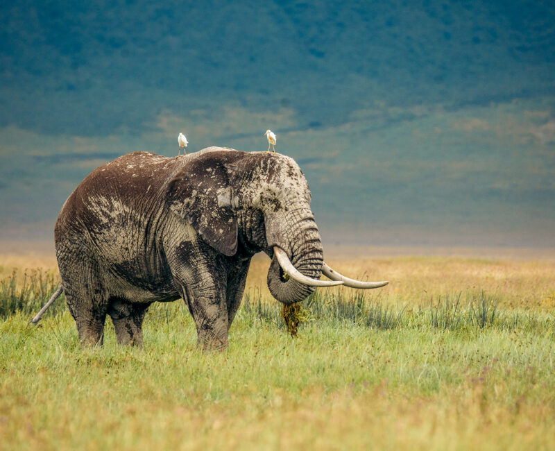 What Wildlife Can I Expect to See in Ngorongoro?
