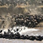 What Is the Best Time to Visit Serengeti for the Great Migration?