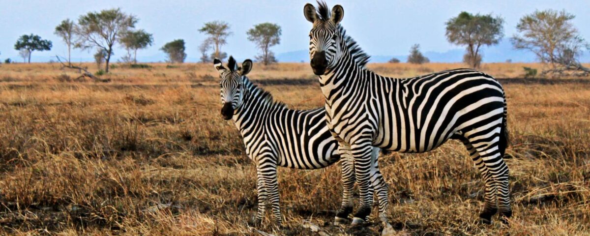 What Wildlife Can I Expect to See in Mikumi National Park?