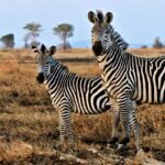What Wildlife Can I Expect to See in Mikumi National Park?