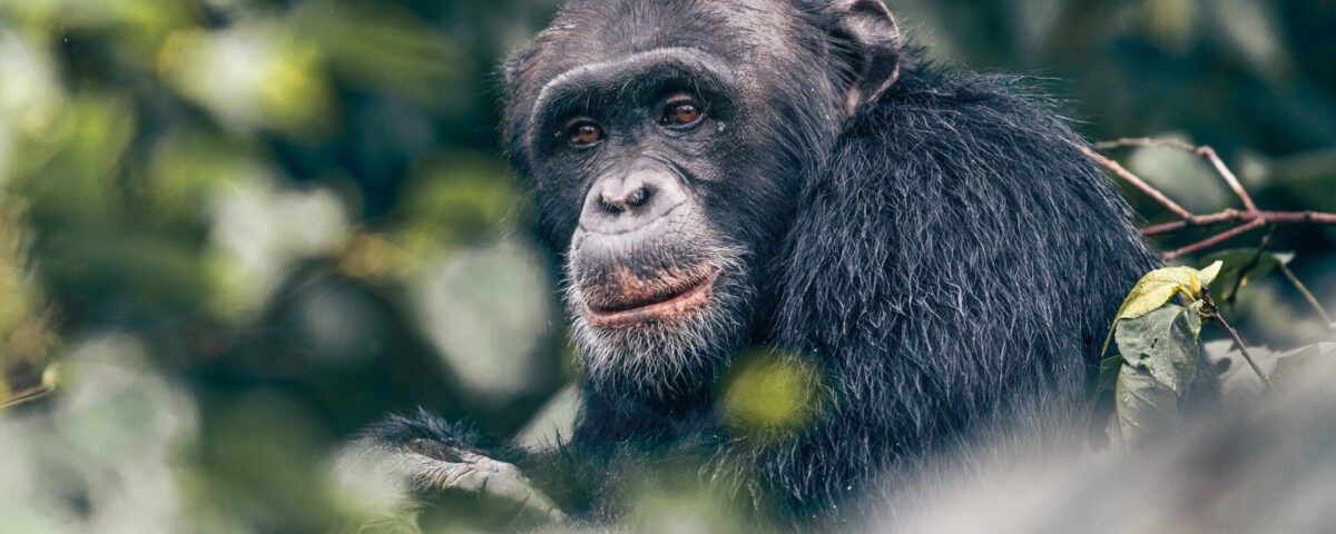 How Do I Prepare for a Chimpanzee Trekking Adventure in Mahale?