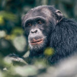 How Do I Prepare for a Chimpanzee Trekking Adventure in Mahale?