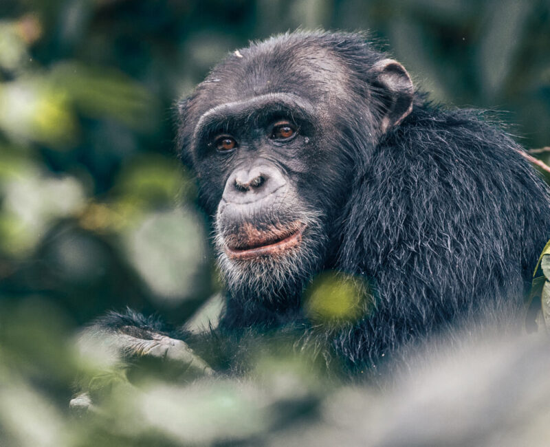 How Do I Prepare for a Chimpanzee Trekking Adventure in Mahale?